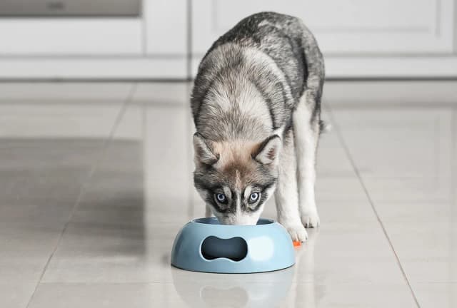 Szczeniaki husky co jedzą? Odkryj, jak zapewnić im zdrową dietę Szczeniaki husky co jedzą? Odkryj, jak zapewnić im zdrową dietę