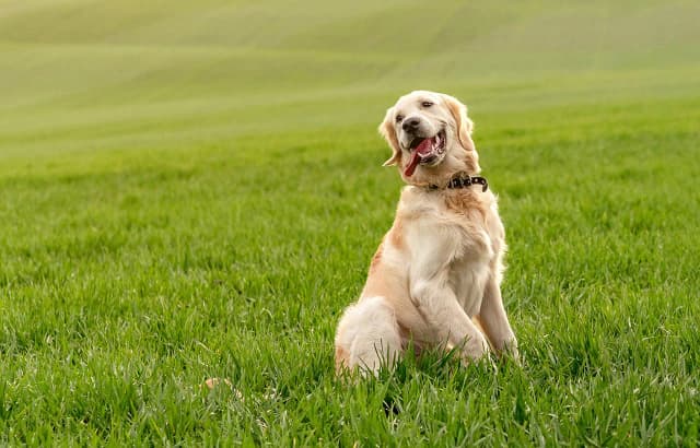 Golden retriever w domu czy na podwórku – co zapewni mu lepsze życie? Golden retriever w domu czy na podwórku – co zapewni mu lepsze życie?