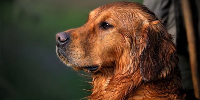 Kiedy rośnie sierść golden retrievera? Kluczowe informacje i etapy rozwoju Kiedy rośnie sierść golden retrievera? Kluczowe informacje i etapy rozwoju