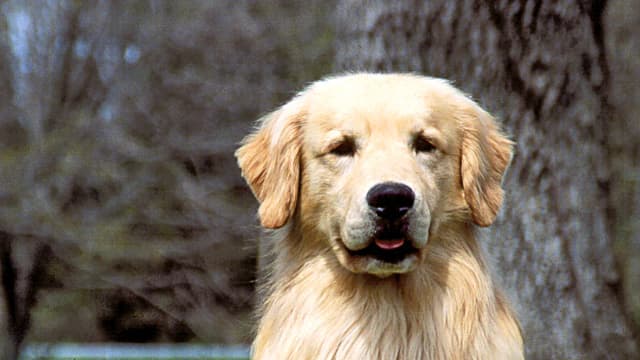 Jak często kąpać golden retrievera, aby uniknąć problemów ze skórą? Jak często kąpać golden retrievera, aby uniknąć problemów ze skórą?