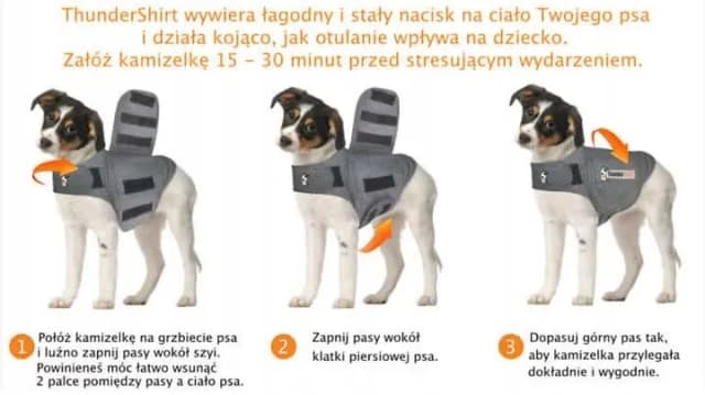Co kupić dla psa? Niezbędne akcesoria, które ułatwią życie zwierzakowi Co kupić dla psa? Niezbędne akcesoria, które ułatwią życie zwierzakowi