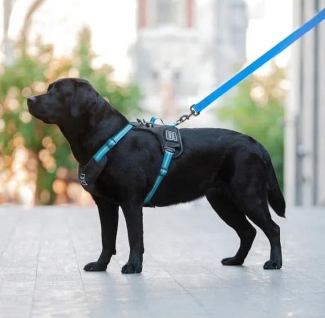 Obroża czy szelki dla labradora – co wybrać, by uniknąć problemów? Obroża czy szelki dla labradora – co wybrać, by uniknąć problemów?