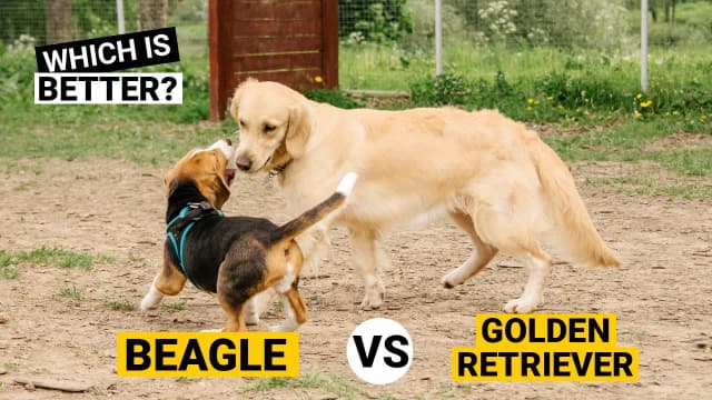 Beagle czy golden retriever – która rasa psa lepiej pasuje do Ciebie? Beagle czy golden retriever – która rasa psa lepiej pasuje do Ciebie?