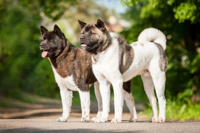 Akita Inu na sprzedaż w Île-de-France - brakuje szczeniąt w regionie Akita Inu na sprzedaż w Île-de-France - brakuje szczeniąt w regionie