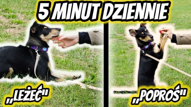 Jak wytresować owczarka: skuteczne metody na posłusznego psa Jak wytresować owczarka: skuteczne metody na posłusznego psa