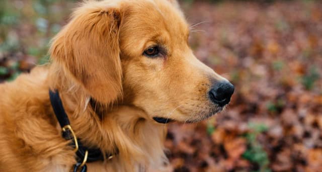 Ile karmy dla szczeniaka golden retriever? Oto kluczowe wskazówki Ile karmy dla szczeniaka golden retriever? Oto kluczowe wskazówki