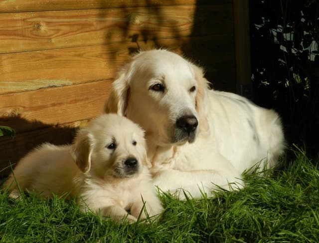 Jak długo rośnie golden retriever? Odkryj kluczowe etapy wzrostu Jak długo rośnie golden retriever? Odkryj kluczowe etapy wzrostu