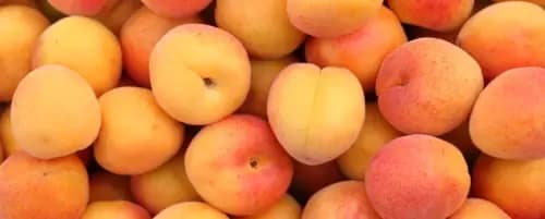 Czy pies może jeść morele? Sprawdź, jak to zrobić bezpiecznie Czy pies może jeść morele? Sprawdź, jak to zrobić bezpiecznie
