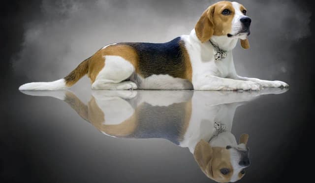 Jak wytresować beagle: skuteczne metody, które przyniosą rezultaty Jak wytresować beagle: skuteczne metody, które przyniosą rezultaty