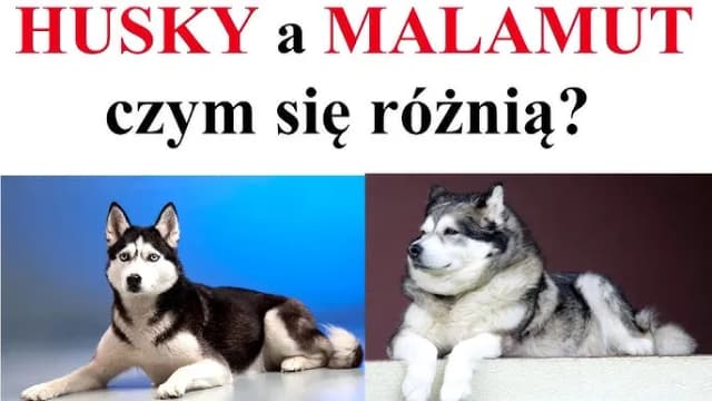 Jak odróżnić husky od malamuta? Kluczowe różnice, które musisz znać Jak odróżnić husky od malamuta? Kluczowe różnice, które musisz znać