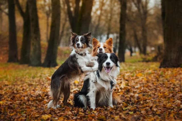 Jak wytresować border collie - skuteczne metody dla inteligentnych psów Jak wytresować border collie - skuteczne metody dla inteligentnych psów