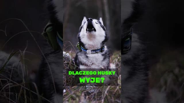 Dlaczego husky wyje? Odkryj powody i sposoby na to zachowanie Dlaczego husky wyje? Odkryj powody i sposoby na to zachowanie