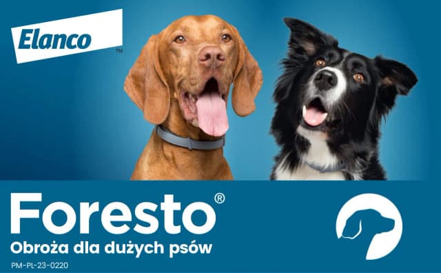 Jaką obrożę przeciw kleszczom dla psa wybrać, by zapewnić bezpieczeństwo? Jaką obrożę przeciw kleszczom dla psa wybrać, by zapewnić bezpieczeństwo?