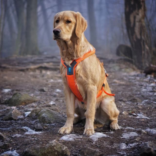Obroża czy szelki dla golden retrievera – co wybrać, by uniknąć problemów? Obroża czy szelki dla golden retrievera – co wybrać, by uniknąć problemów?