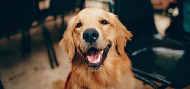 Czy golden retriever linieje intensywnie? Sprawdź, co musisz wiedzieć Czy golden retriever linieje intensywnie? Sprawdź, co musisz wiedzieć