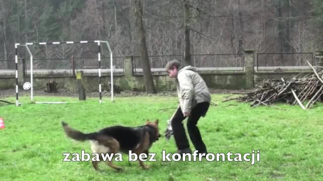 Jak wytresować owczarka niemieckiego i uniknąć problemów behawioralnych Jak wytresować owczarka niemieckiego i uniknąć problemów behawioralnych