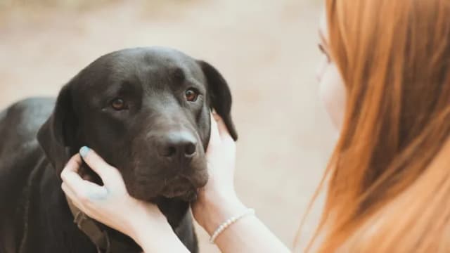 Jak wytresować labradora, aby uniknąć problemów z zachowaniem Jak wytresować labradora, aby uniknąć problemów z zachowaniem