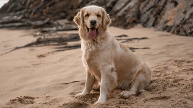 Golden Retriever – co trzeba wiedzieć, aby uniknąć problemów z psem Golden Retriever – co trzeba wiedzieć, aby uniknąć problemów z psem