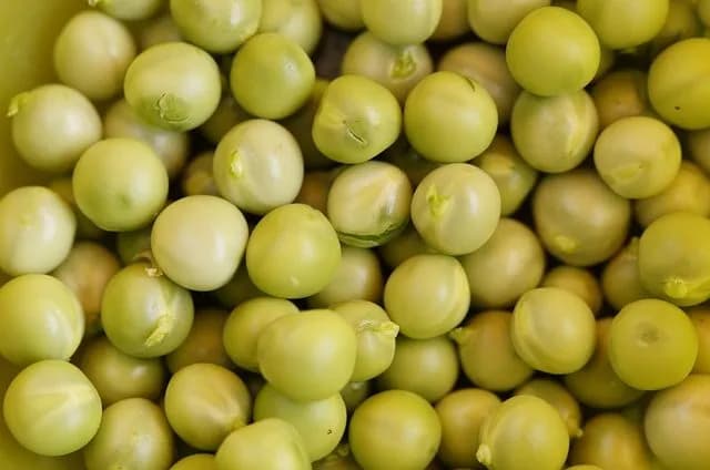Czy pies może jeść groszek? Bezpieczne wskazówki i potencjalne ryzyko Czy pies może jeść groszek? Bezpieczne wskazówki i potencjalne ryzyko