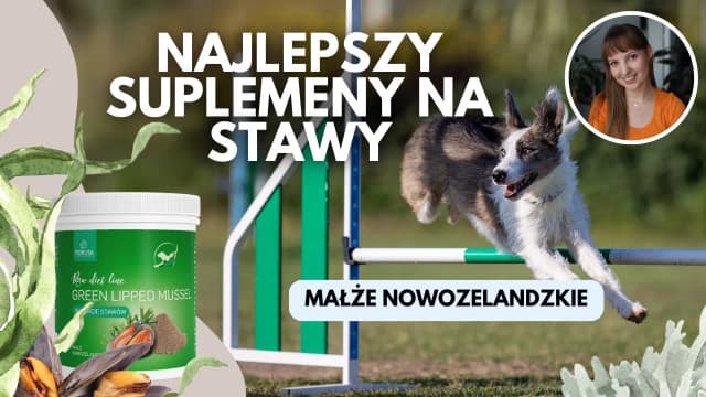 Co na stawy dla psa seniora: skuteczne suplementy i porady zdrowotne Co na stawy dla psa seniora: skuteczne suplementy i porady zdrowotne