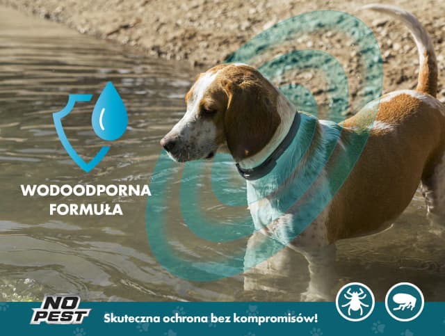 Najlepsza obroża przeciw kleszczom - uniknij zagrożeń dla swojego pupila Najlepsza obroża przeciw kleszczom - uniknij zagrożeń dla swojego pupila