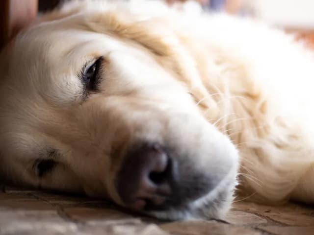 Jak umiera golden retriever - najczęstsze przyczyny i objawy śmierci Jak umiera golden retriever - najczęstsze przyczyny i objawy śmierci