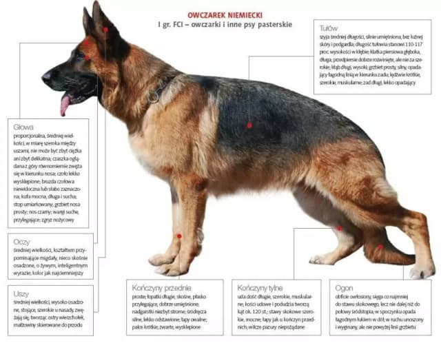 Czy na owczarka niemieckiego trzeba mieć pozwolenie? Sprawdź przepisy Czy na owczarka niemieckiego trzeba mieć pozwolenie? Sprawdź przepisy