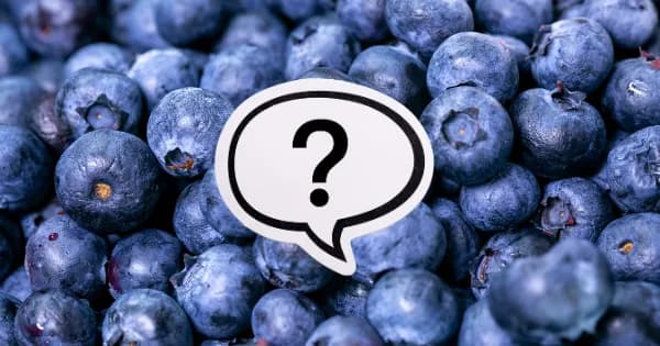 Czy pies może jeść borówki amerykańskie? Bezpieczne ilości i korzyści Czy pies może jeść borówki amerykańskie? Bezpieczne ilości i korzyści